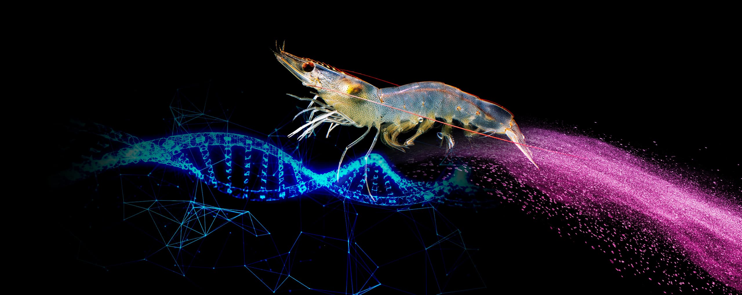 Doctor Shrimp banner